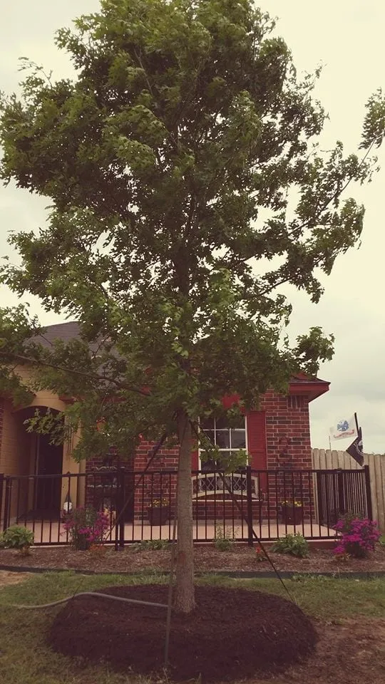 Custom landscape design experts serving Pflugerville, TX - Trees Please