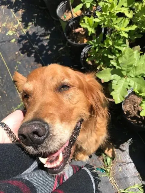 Professional landscape installation for residential properties in Pflugerville, TX by Trees Please