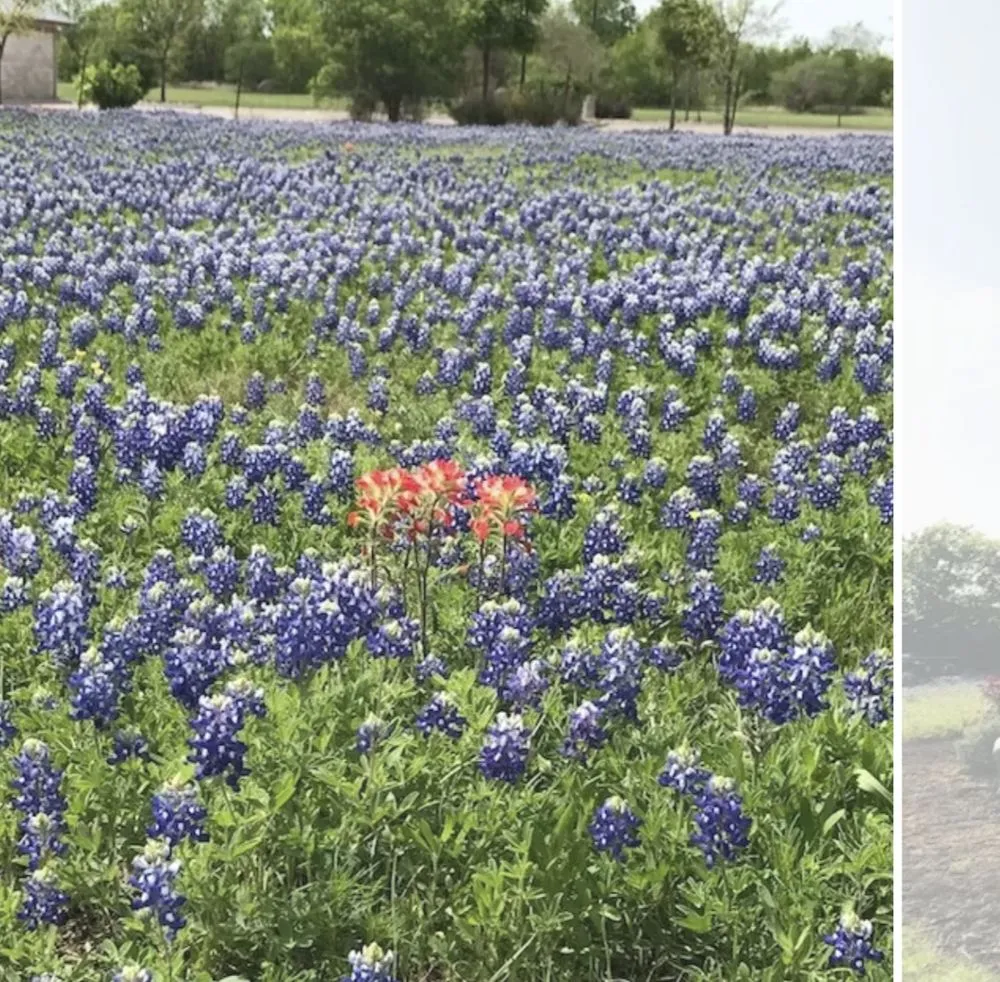 Custom lawn care service in Pflugerville, TX - Trees Please