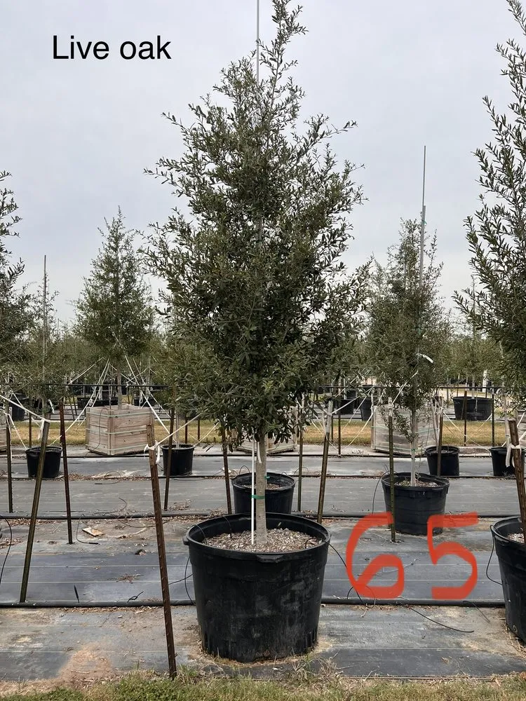 Reliable yard cleanup service in Pflugerville, TX by Trees Please