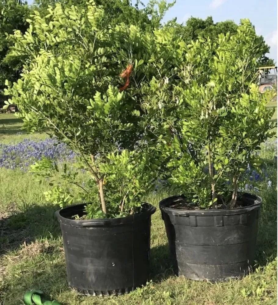 Top-rated landscape design in Pflugerville, TX by Trees Please