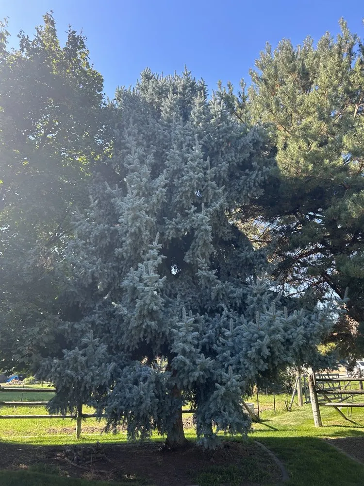 Top-rated residential landscaping for homes across Nampa, ID - Trees Plus