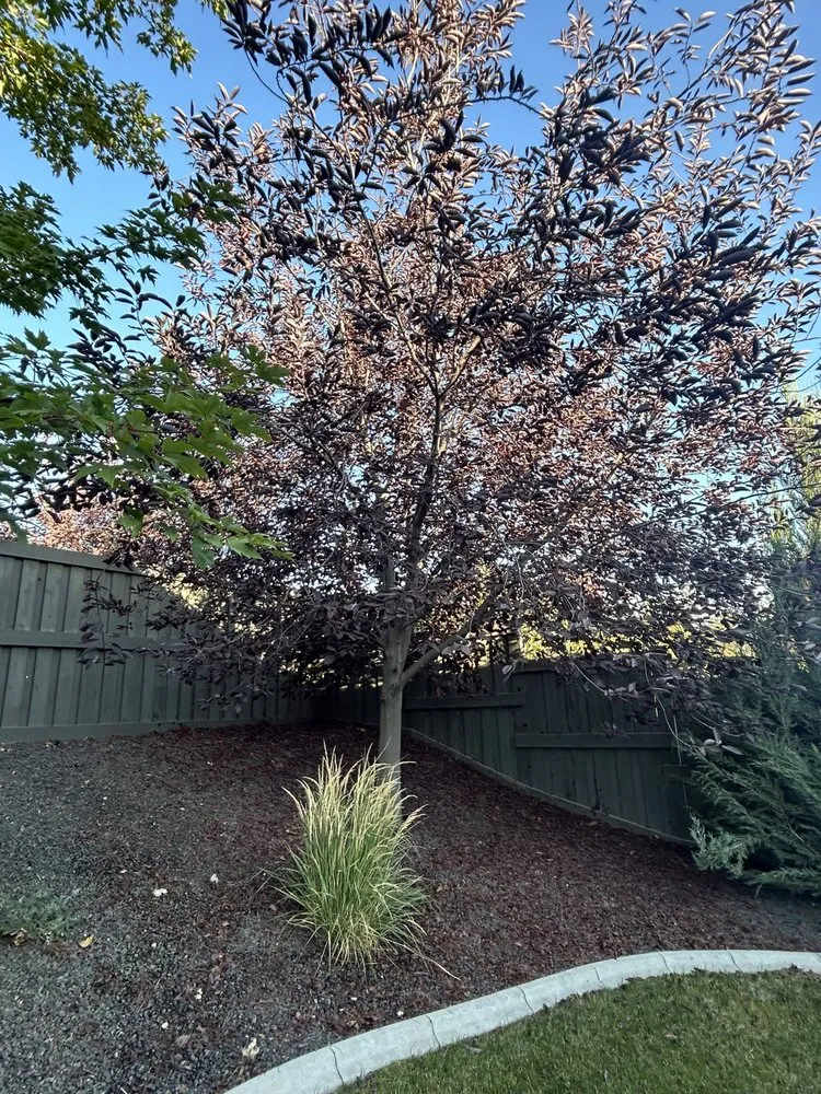 Local lawn mowing service in Nampa, ID by Trees Plus