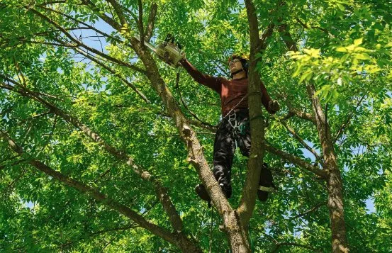 Professional garden landscaping for beautiful yards in Albuquerque, NM by Trees R' Us