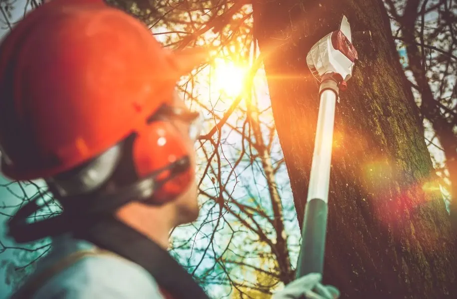 Affordable yard cleanup service in Albuquerque, NM - Trees R' Us