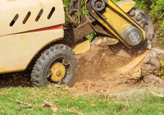 Custom yard maintenance in Albuquerque, NM by Trees R' Us
