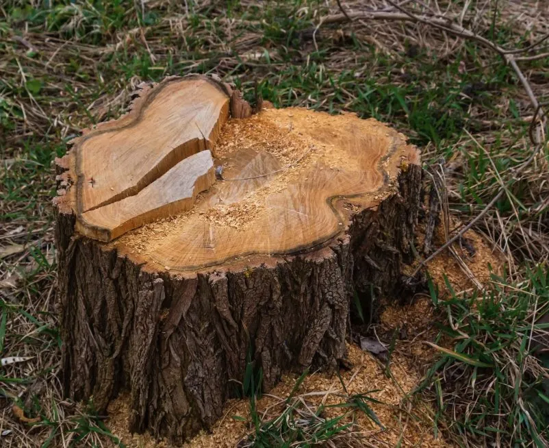 Local yard maintenance in Albuquerque, NM by Trees R' Us