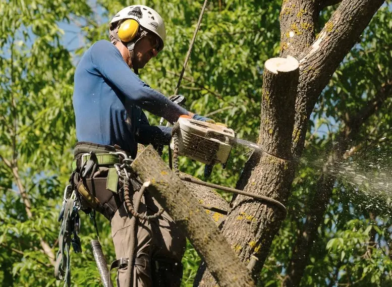 Custom residential landscaping in Albuquerque, NM - Trees R' Us