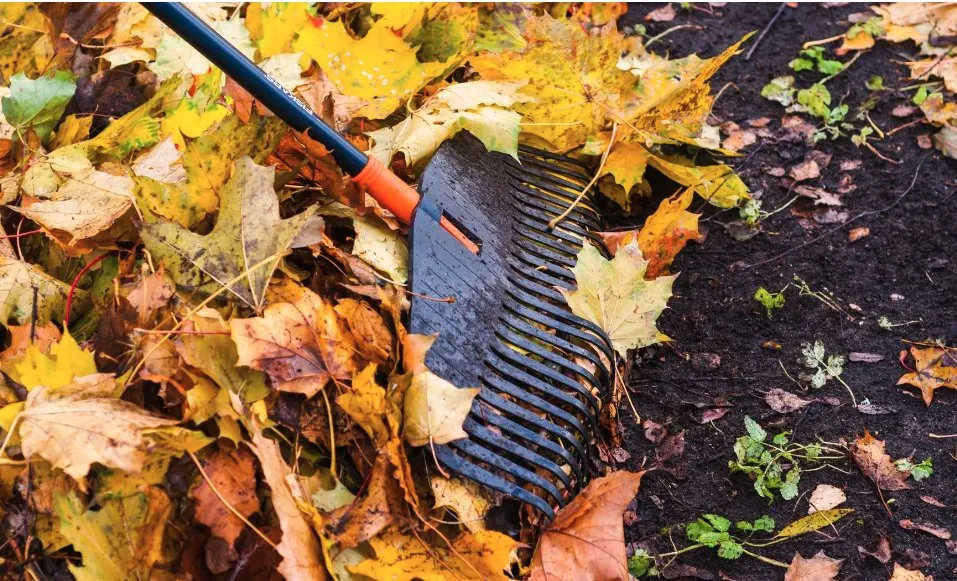 Affordable landscaping services experts serving Albuquerque, NM - Trees R' Us