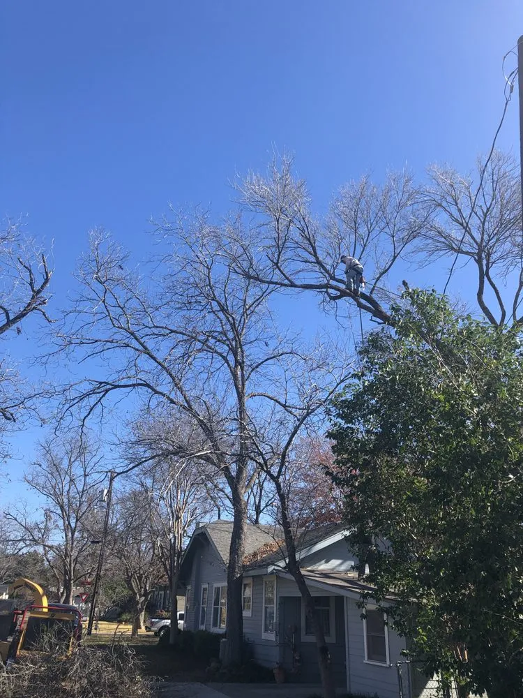 Reliable landscaping services in Austin, TX - Trees R Us