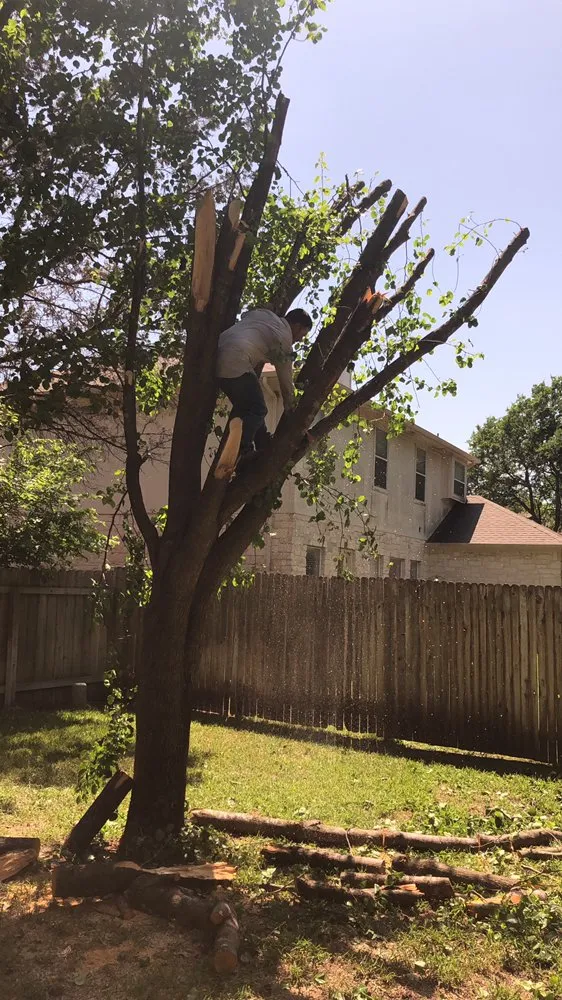 Affordable landscaping services near you across Austin, TX - Trees R Us