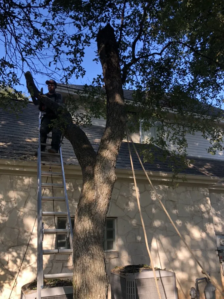 Top-rated yard cleanup service in Austin, TX by Trees R Us