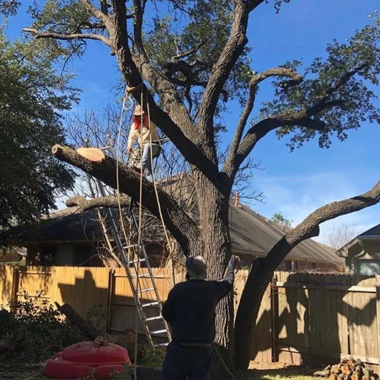 Affordable lawn care service for outdoor upgrades in Austin, TX by Trees R Us