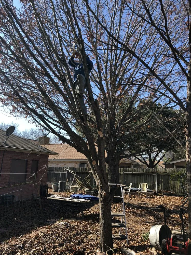 Trusted yard maintenance near you in Austin, TX by Trees R Us