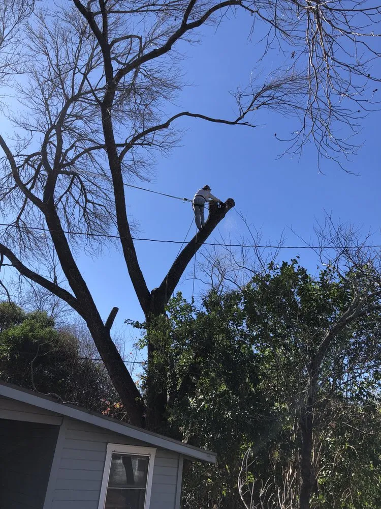 Professional landscape installation in Austin, TX by Trees R Us
