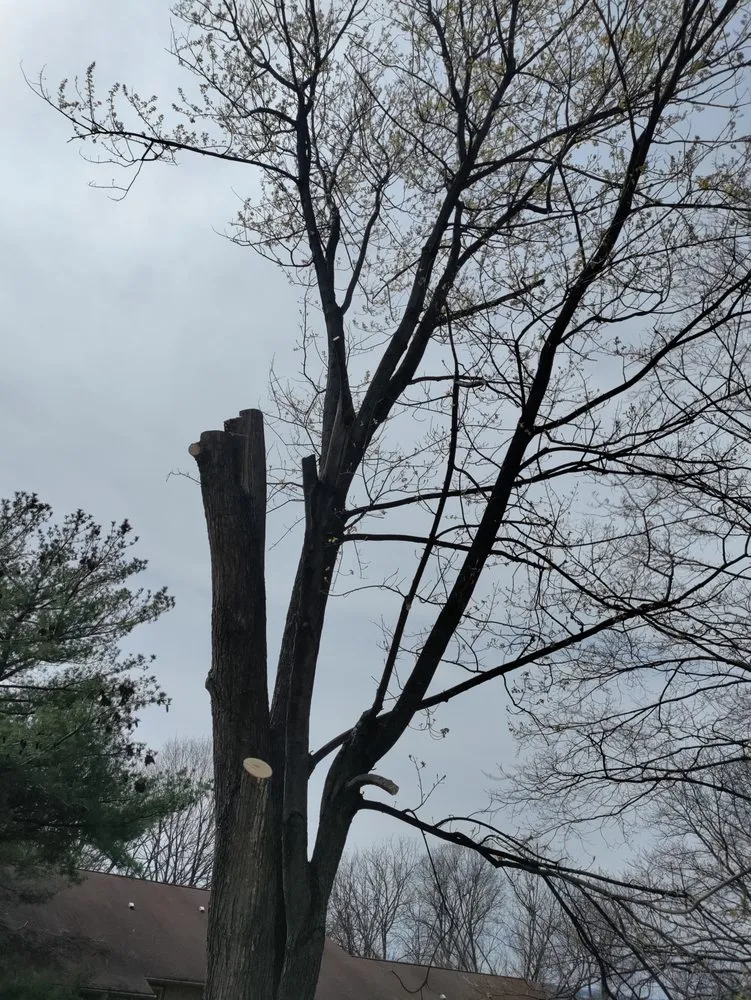 Trusted lawn care service experts serving Bloomsburg, PA - Trees R Us