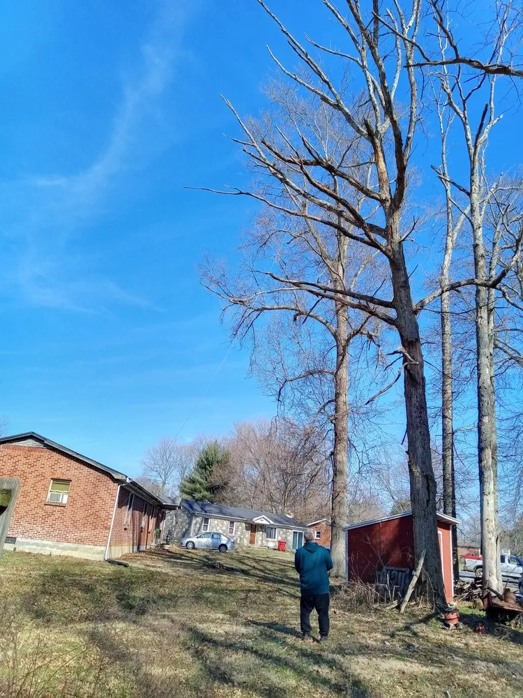 Reliable landscape design in Georgetown, KY - Trees R Us