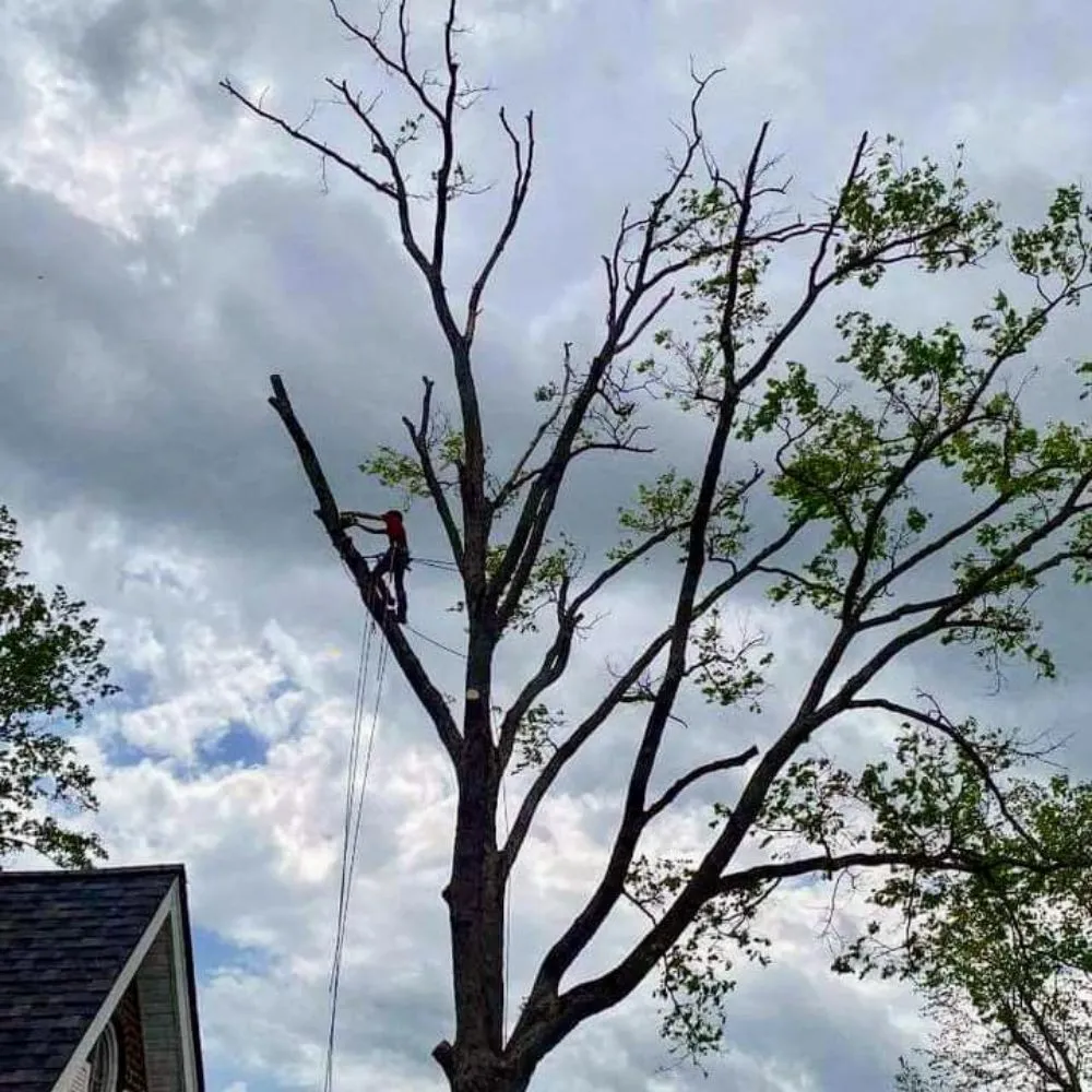 Professional yard maintenance for homes across Georgetown, KY - Trees R Us