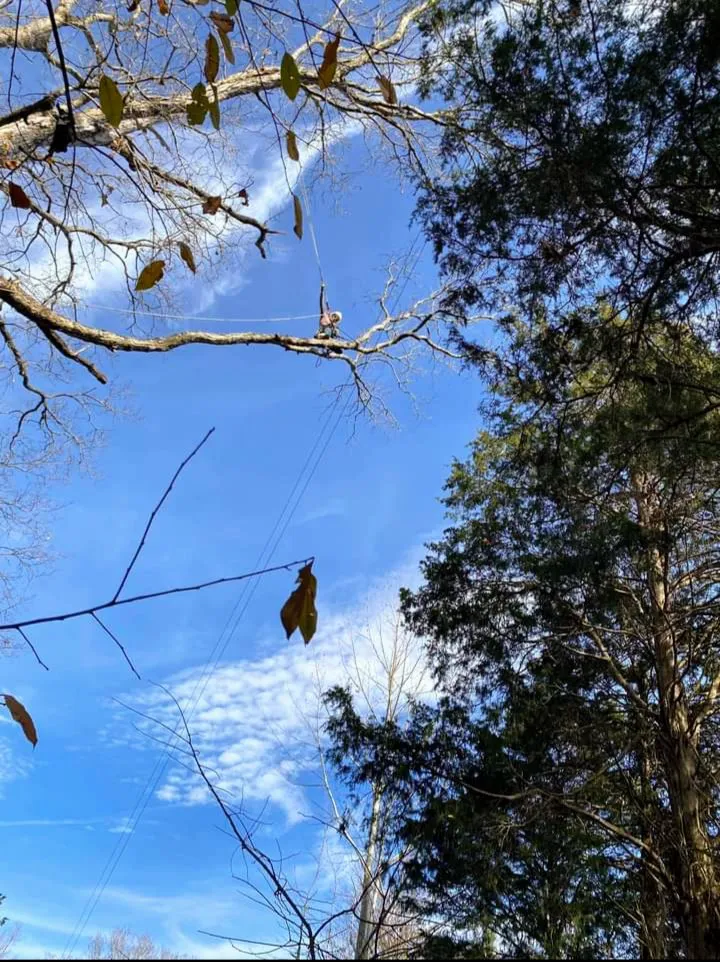 Reliable landscape design experts serving Georgetown, KY - Trees R Us