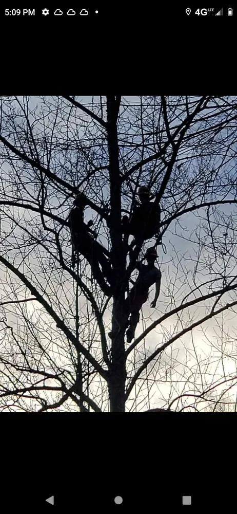 Affordable landscaping services experts serving Georgetown, KY - Trees R Us