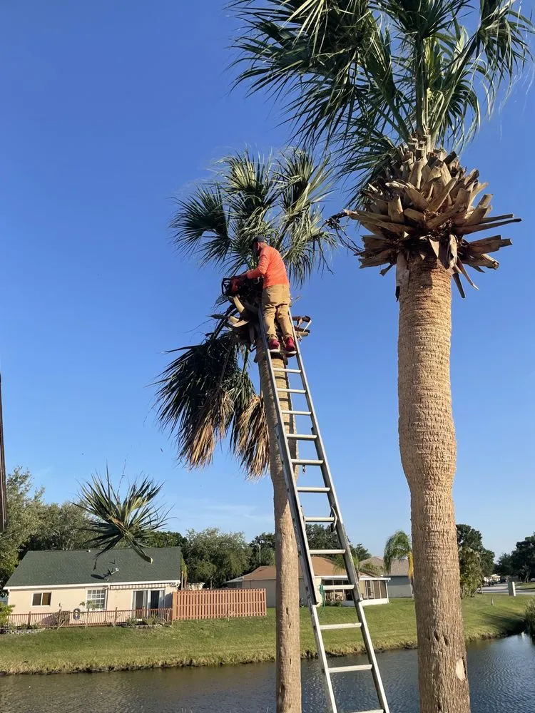 Professional outdoor landscaping experts serving Melbourne, FL - Tree’s R us