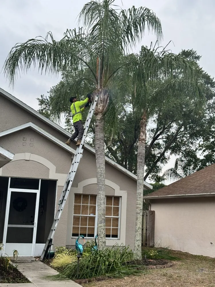 Expert yard maintenance experts serving Melbourne, FL - Tree’s R us