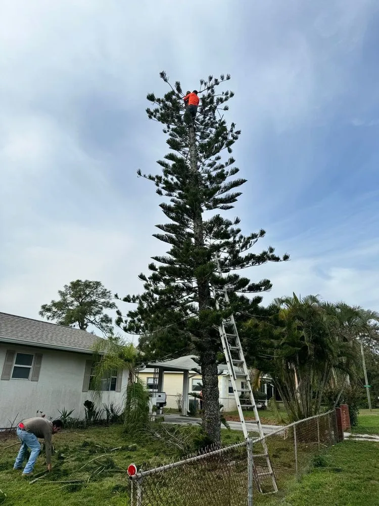 Affordable landscape design for outdoor upgrades in Melbourne, FL by Tree’s R us