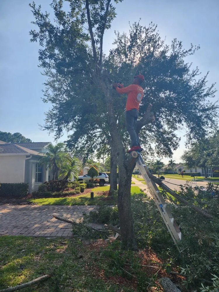 Trusted landscape installation for homes in Melbourne, FL by Tree’s R us