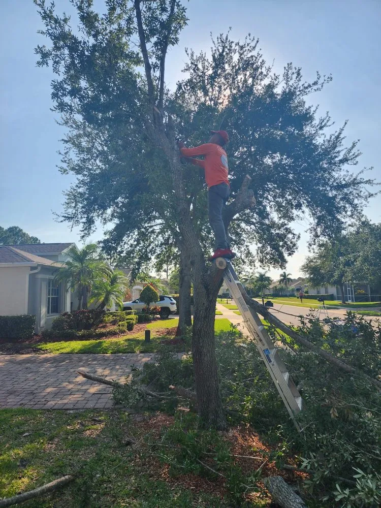 Top-rated lawn care service in Melbourne, FL - Tree’s R us
