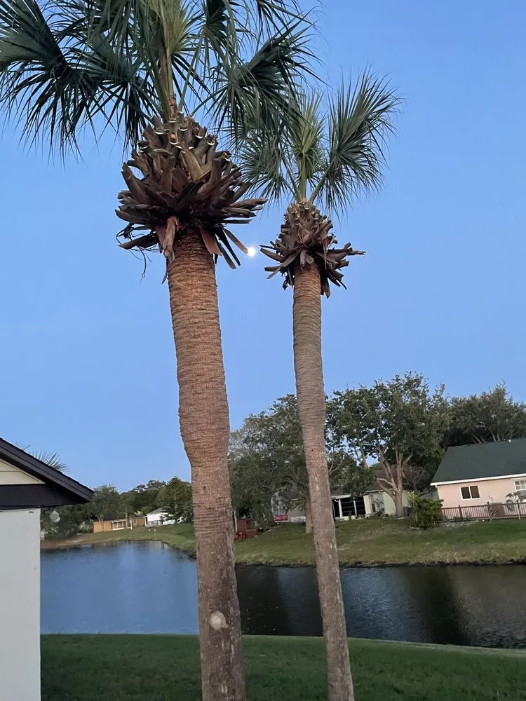 Trusted landscaping services in Melbourne, FL - Tree’s R us