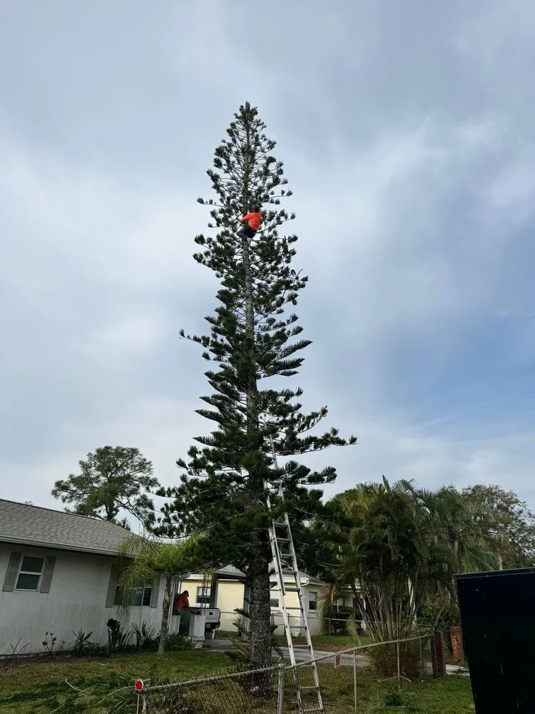 Affordable yard cleanup service in Melbourne, FL by Tree’s R us