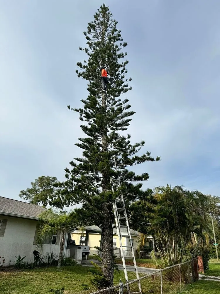 Top-rated landscaping services experts serving Melbourne, FL - Tree’s R us