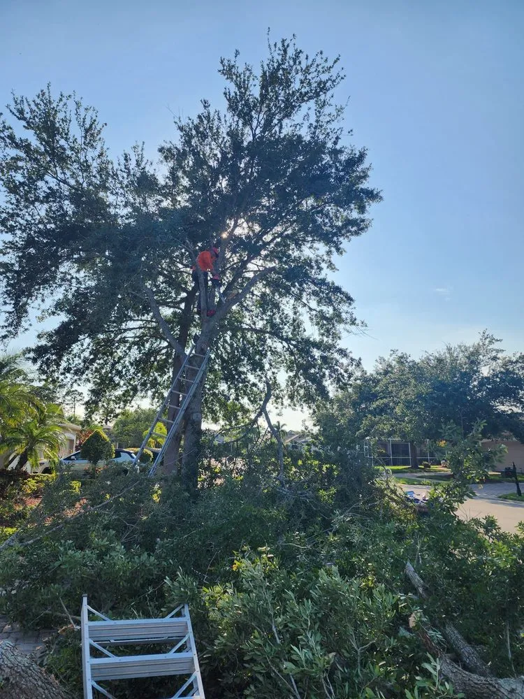 Expert lawn mowing service in Melbourne, FL by Tree’s R us