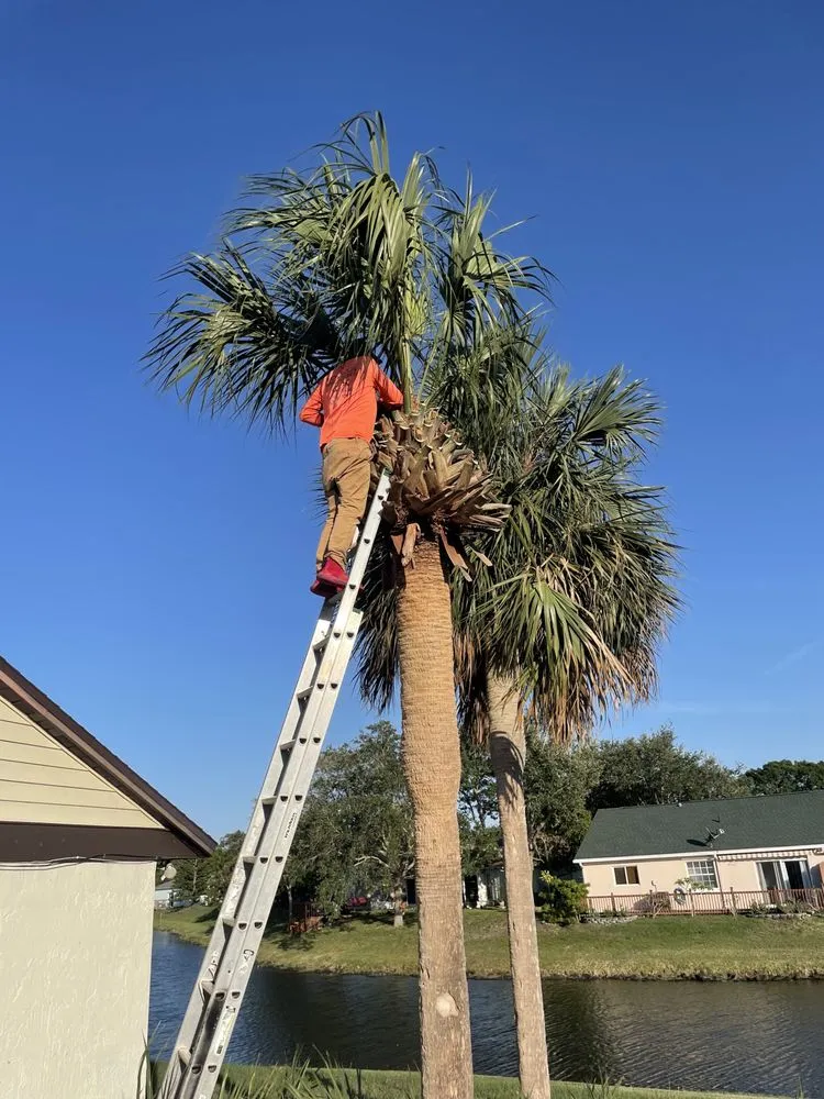 Reliable residential landscaping experts serving Melbourne, FL - Tree’s R us