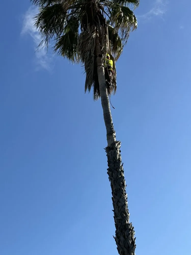 Custom outdoor landscaping for residential properties in Sacramento, CA by Trees R US