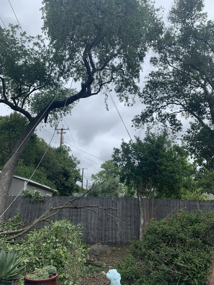 Affordable landscape installation in Sacramento, CA by Trees R US