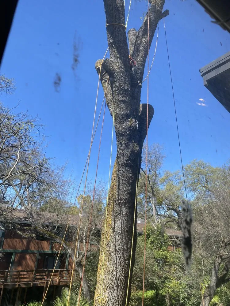 Reliable outdoor landscaping in Sacramento, CA by Trees R US