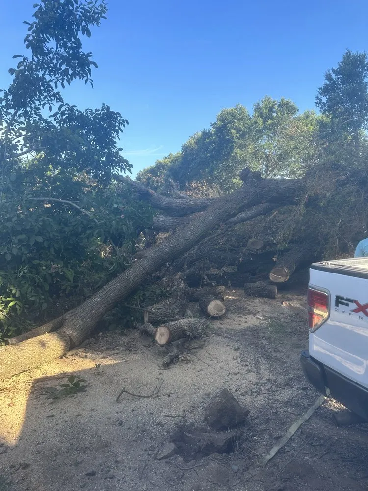 Local landscape design experts serving Sacramento, CA - Trees R US