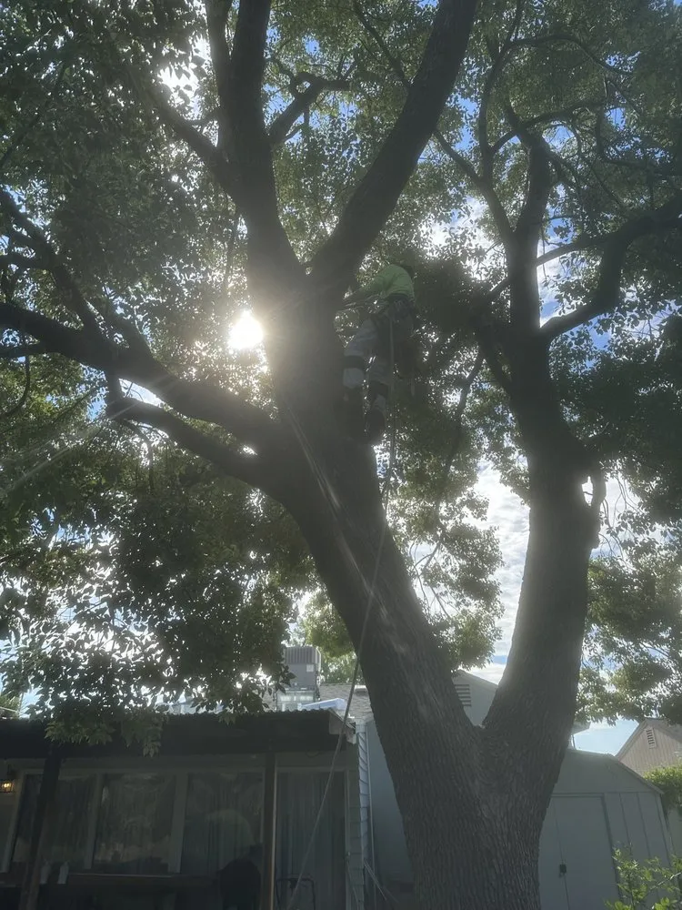 Custom landscaping services experts serving Sacramento, CA - Trees R US