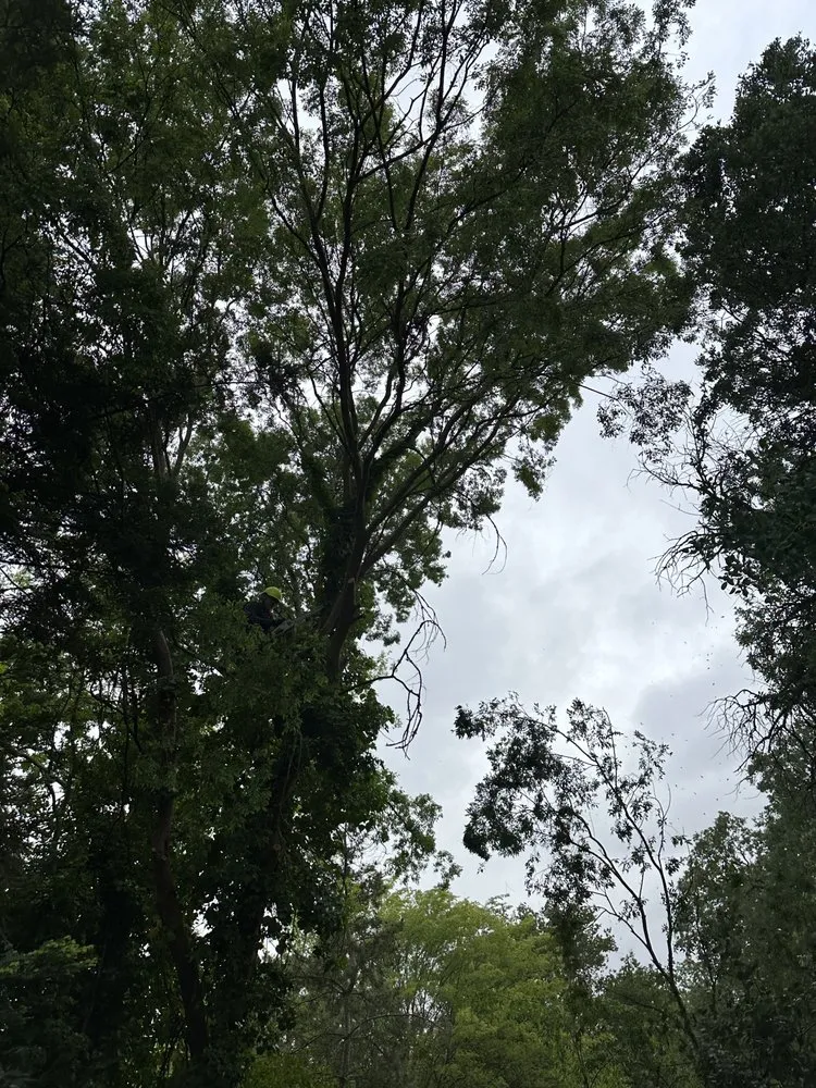 Custom lawn care service in Sacramento, CA by Trees R US