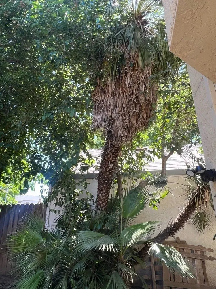 Local landscaping services experts serving Sacramento, CA - Trees R US