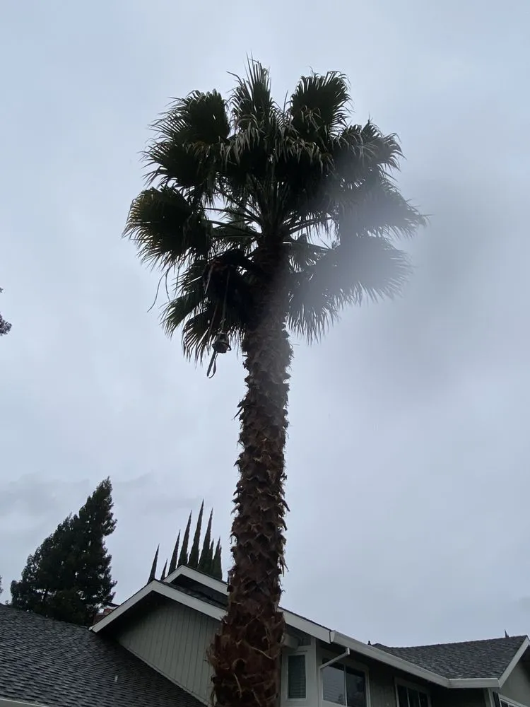 Custom outdoor landscaping for outdoor upgrades in Sacramento, CA by Trees R US