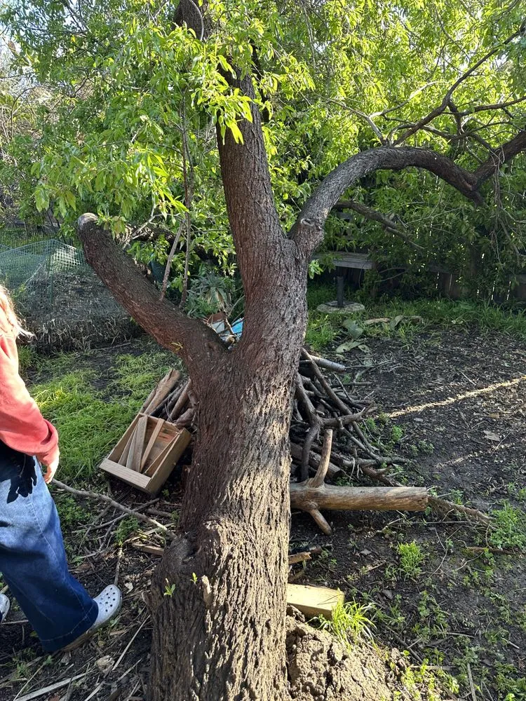 Affordable residential landscaping in Sacramento, CA - Trees R US