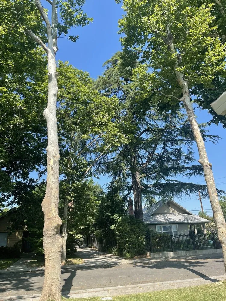 Professional outdoor landscaping experts serving Sacramento, CA - Trees R US