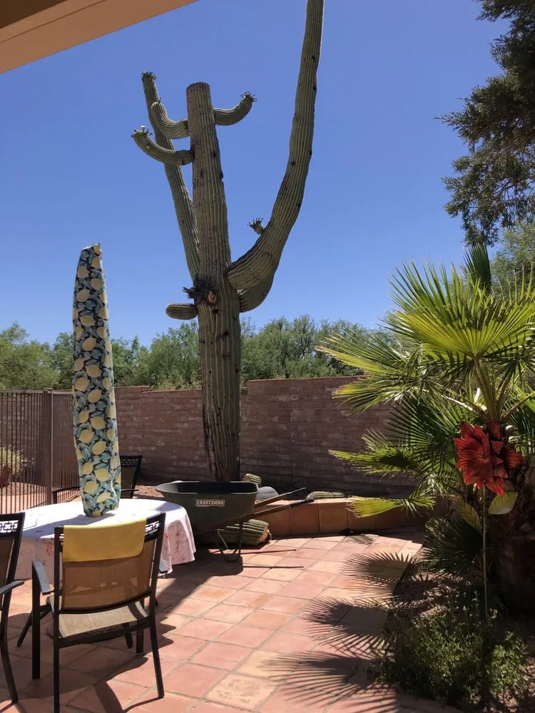 Top-rated yard cleanup service for homes across Tucson, AZ - Trees R Us