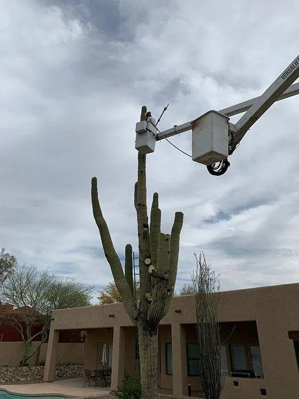 Top-rated yard maintenance for outdoor upgrades across Tucson, AZ - Trees R Us