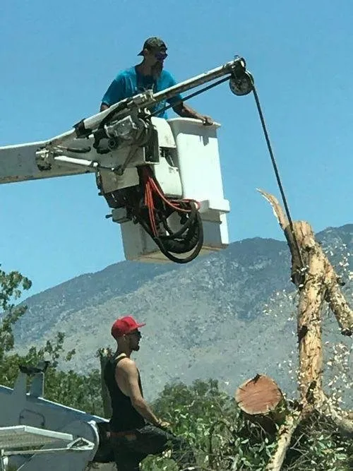 Local yard cleanup service for year-round maintenance in Tucson, AZ by Trees R Us