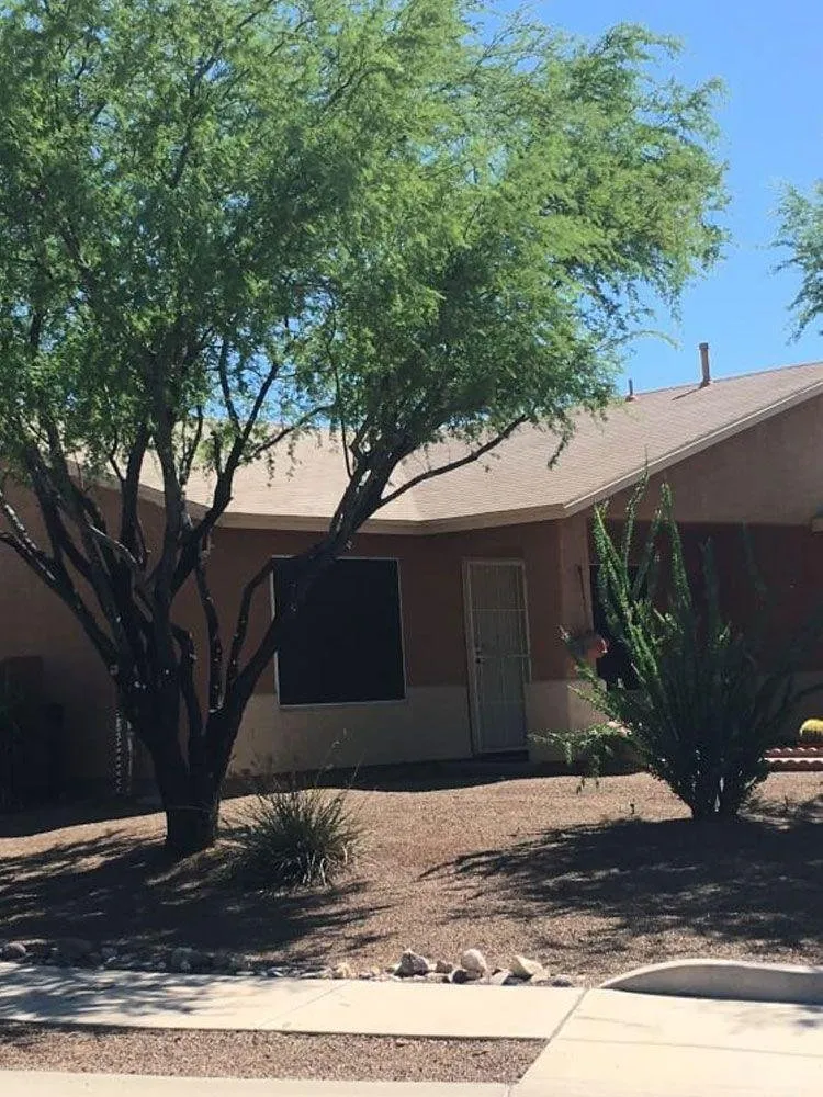 Expert yard maintenance in Tucson, AZ by Trees R Us