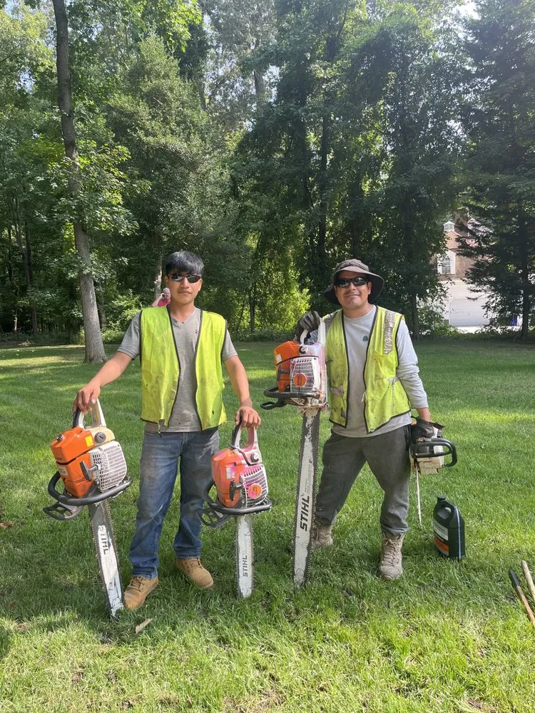 Top-rated yard maintenance for residential properties across Federalsburg, MD - Trees servise