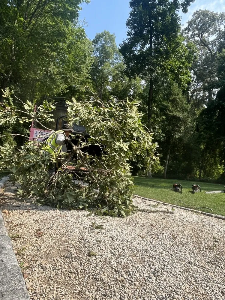 Custom yard maintenance for year-round maintenance across Federalsburg, MD - Trees servise